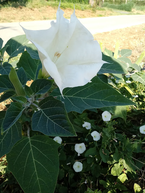 Flor en forma de campanilla blanca gigante al lado de campanillas pequeñas silvestres
