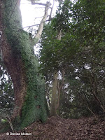 Green tree trunk, Kotohira, Shikoku, Japan