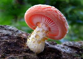 Joseph Mushroom vel Fungus