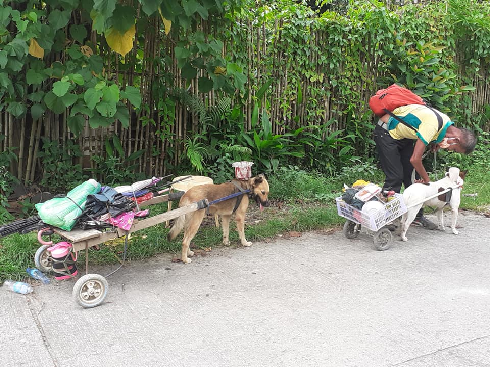 Matandang may kapansanan, kasama ang mga alagang aso sa paghahanap ...