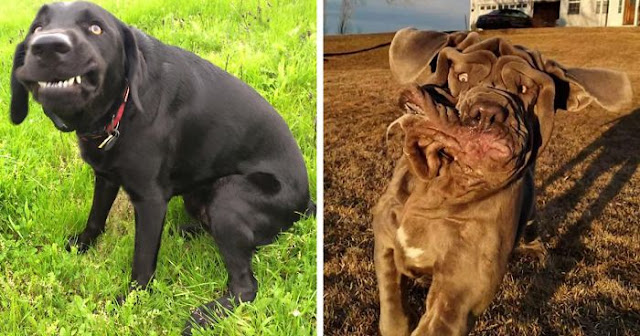 Pet Owners Are Sharing The Unflattering Dog Photo Challenge