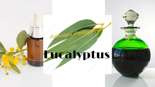 Eucalyptus : Antibiotique et antiseptique de la nature et bien plus encore
