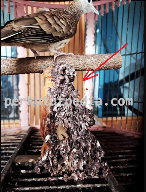 Perkutut Katuranggan Sri Tumpuk/ Sri Rejeki Perkutut Katuranggan Sri Tumpuk/ Sri Rejeki