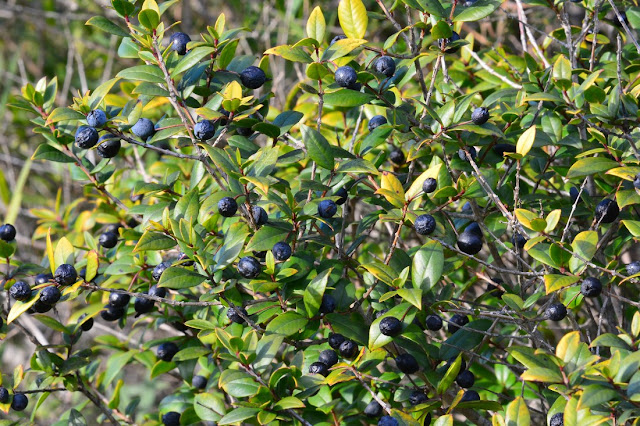 Myrtus communis Myrtus communis