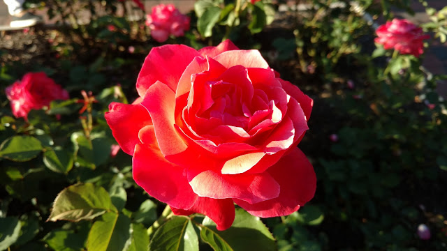 Сад Троянд Рудольфа В. Ван Дер Гута, Сомерсет, Нью-Джерсі (Rudolf W. van der Goot Rose Garden, Somerset, NJ)