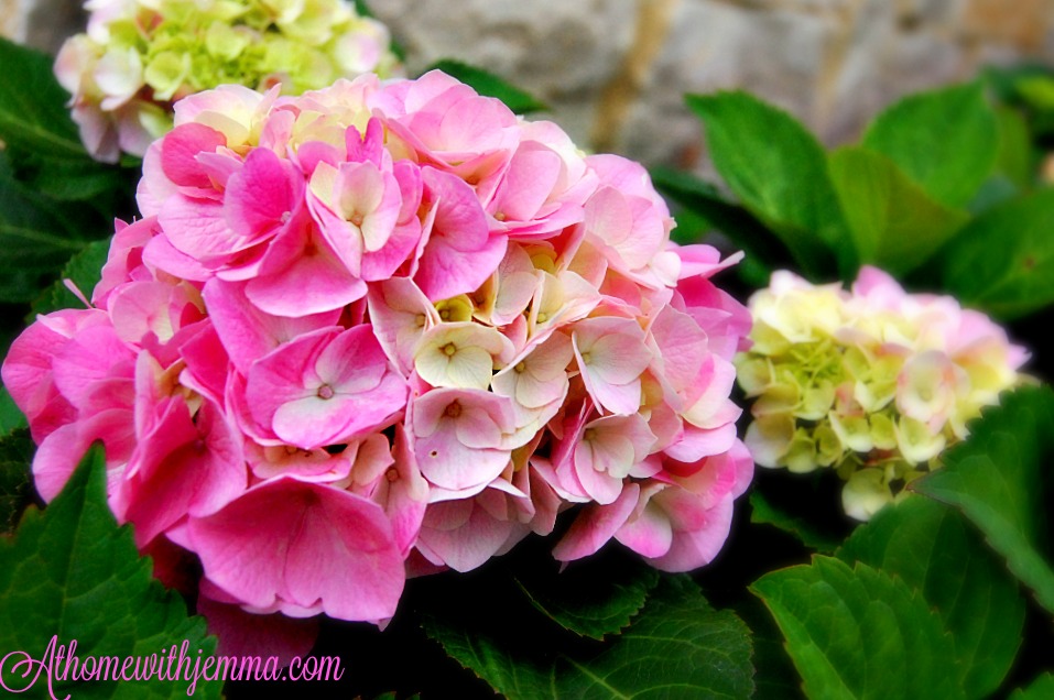 How To Keep Hydrangeas Alive Honey We Re Home