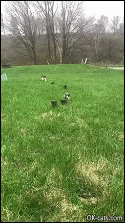 Cute Kitten GIF • 5 funny kittens with Mama cat running on grass field [ok-cats.com]
