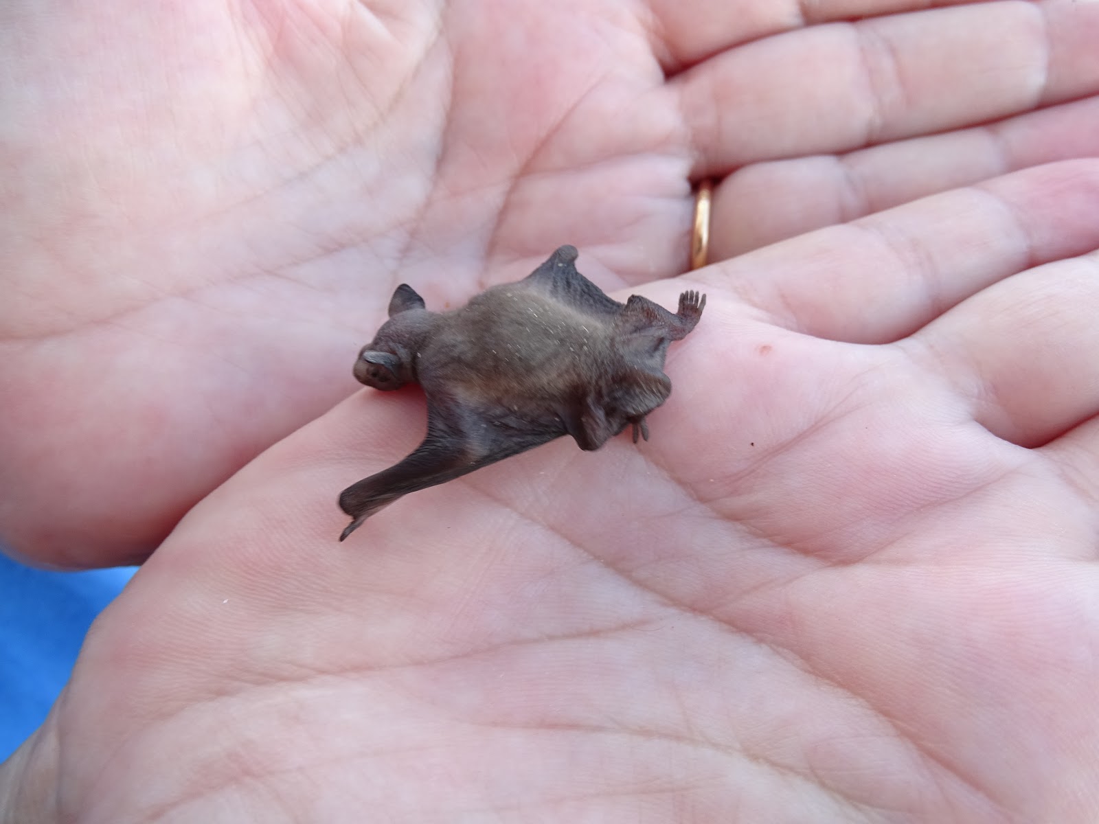 Hmm... what do you say: Hmm.... a baby bat found inside a shoe! - Algarve