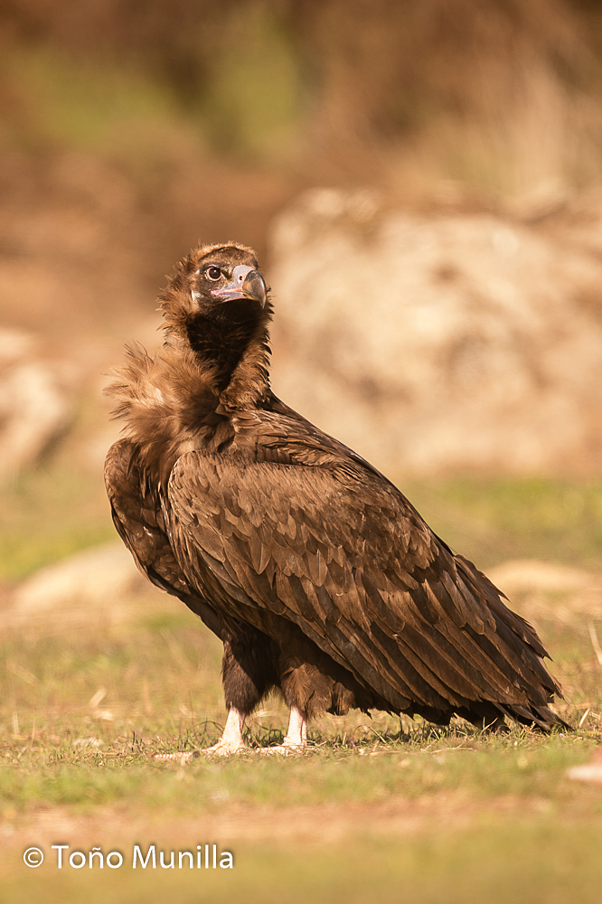 Aves de Navarra/Nafarroako hegaztiak: Carroñeras en Extremadura