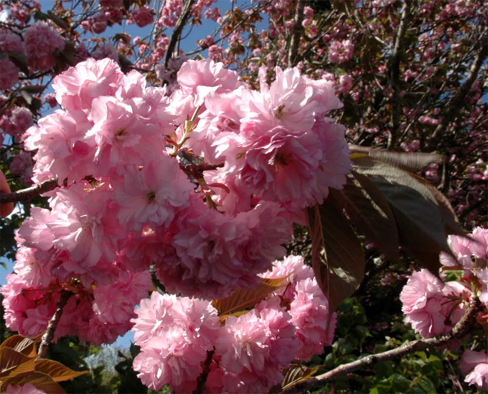 The Nature of Robertson Timing is everything, when taking photos