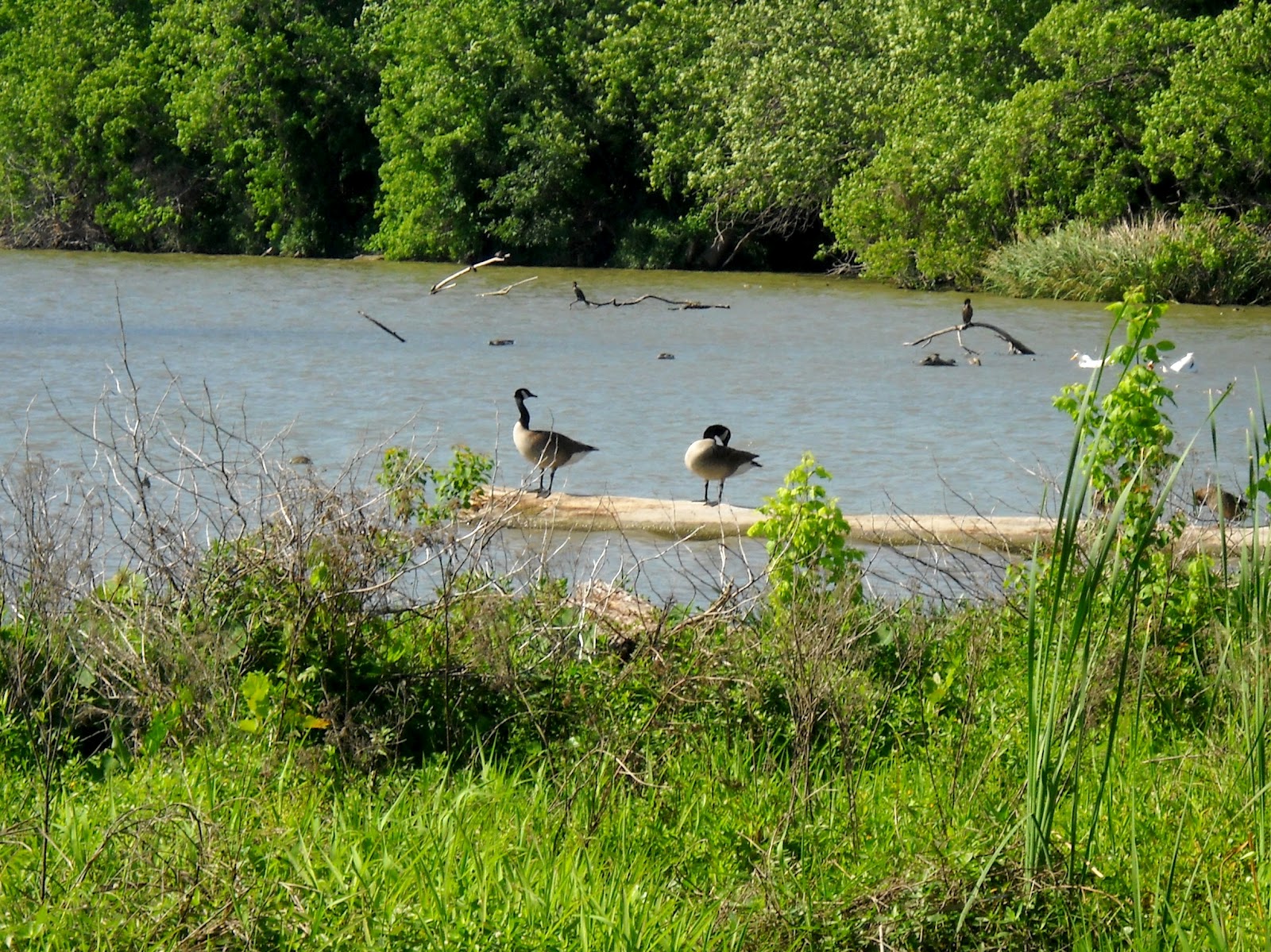 White Rock Lake, Dallas, Texas Migrating Canadian Geese Arrive at White Rock Lake