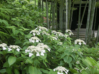 長谷寺のアジサイ