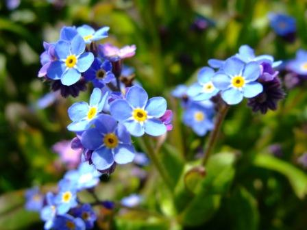 Teacup-In-The-Garden: Die Blüten im Garten