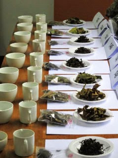 Lao tea samples at a cupping session, Photo credit:  Frank Miller and Eric Wong, Lao Forest Tea Project