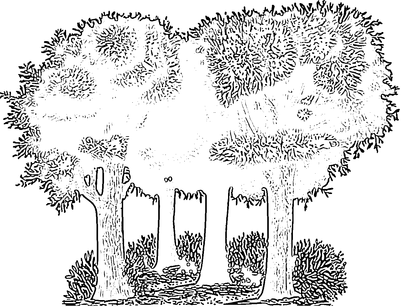 Forest and nature coloring pages