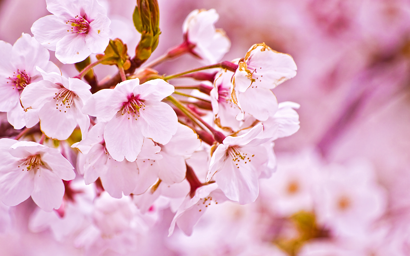 Cherry Blossom - Flowers