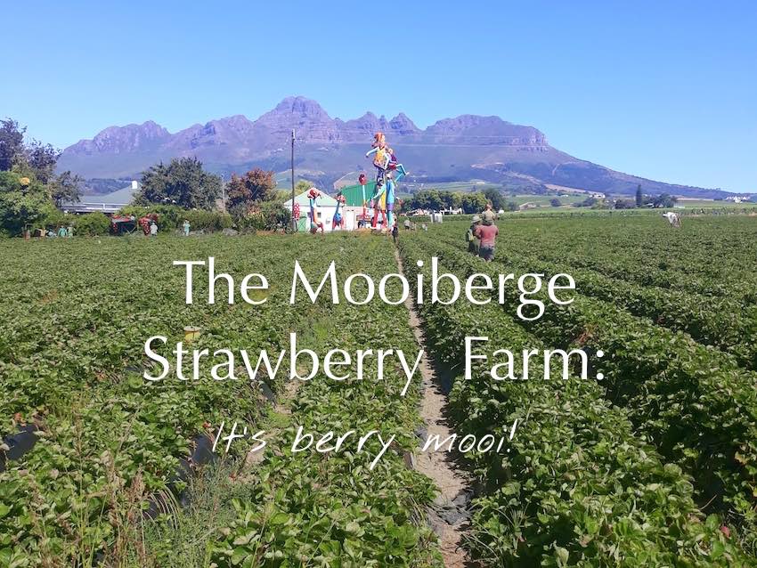 The Mooiberge Strawberry Farm It’s Berry Mooi! The Sharonicles