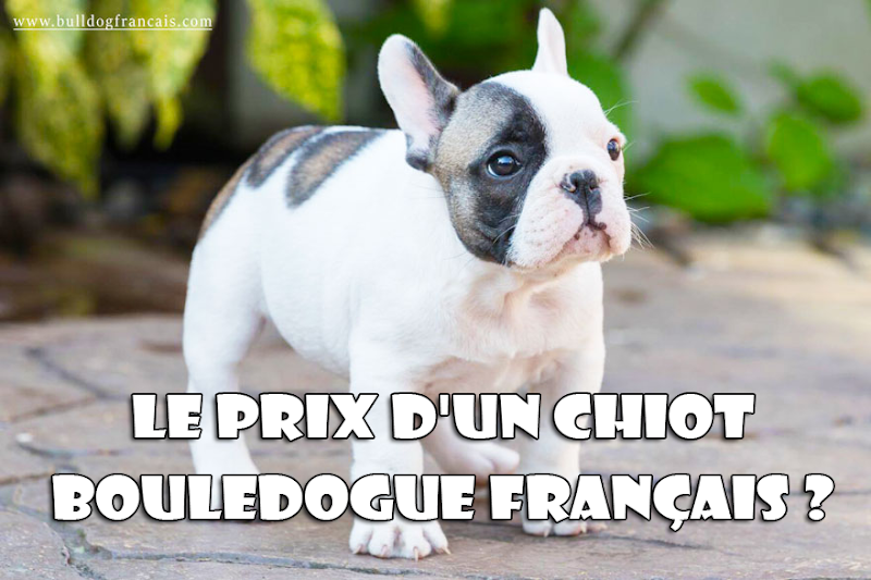 Prix Bouledogue Français - Quel est le prix d'un chiot bouledogue français?