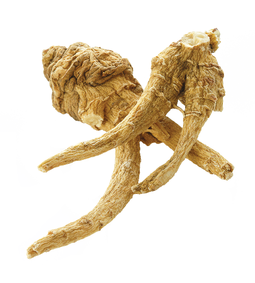 AMERICAN GINSENG MAGASAM