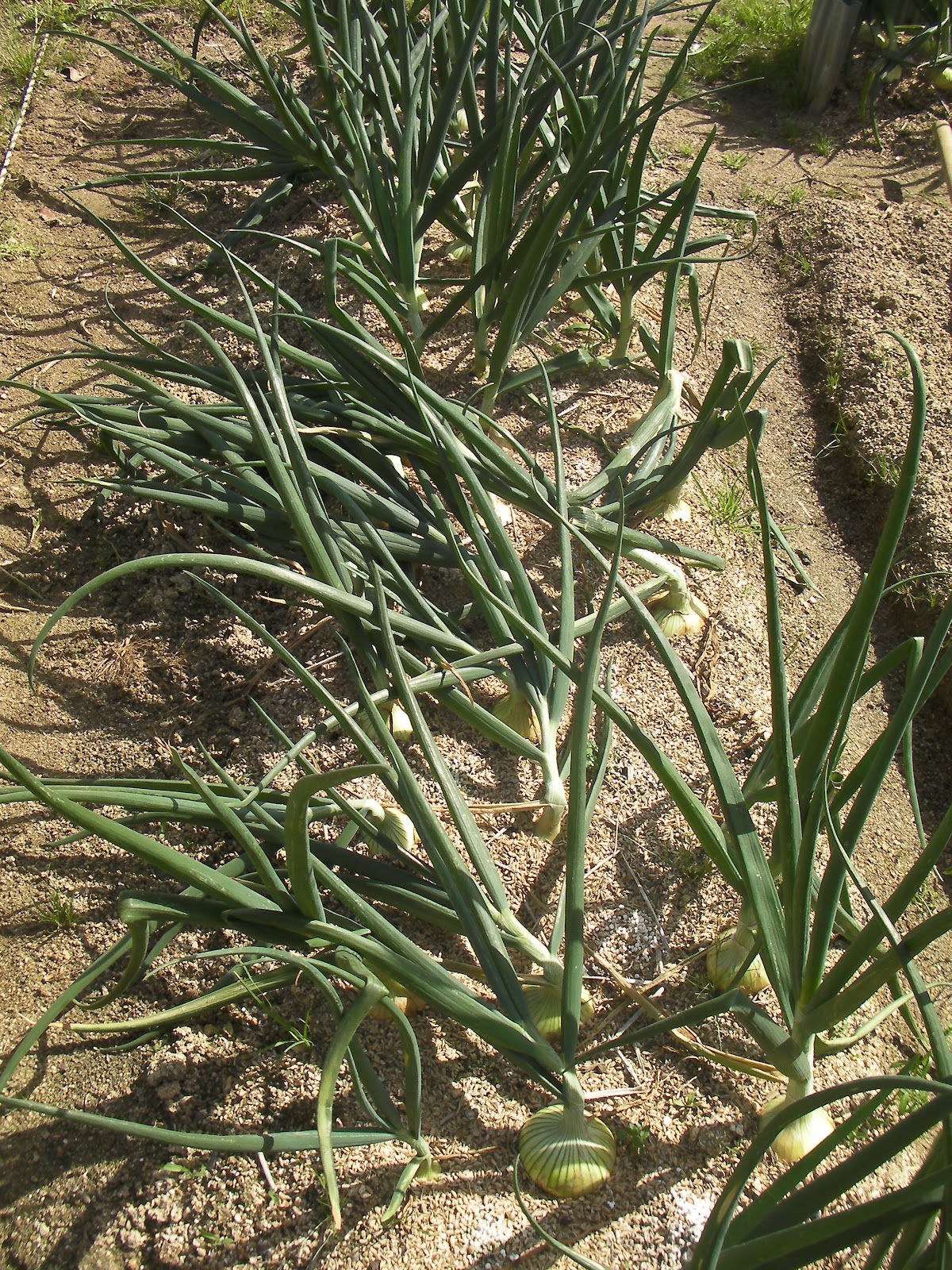 Onion Festival New York at Bud Combs blog