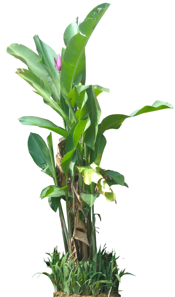 Tropical Plant Pictures: Musa ornata (Ornamental Banana)