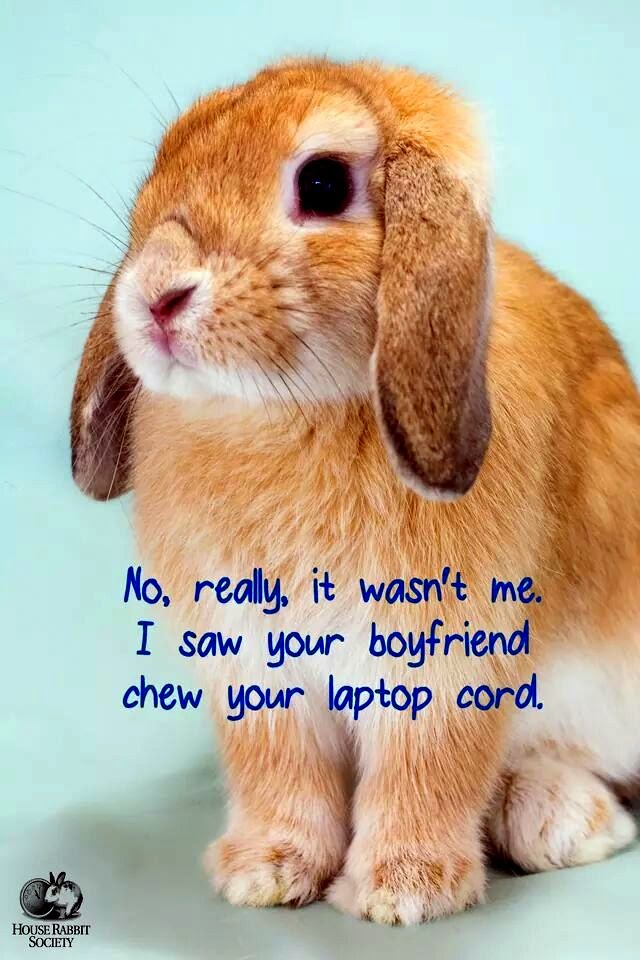 Rabbit Ramblings: Bunny Monday Meme*day