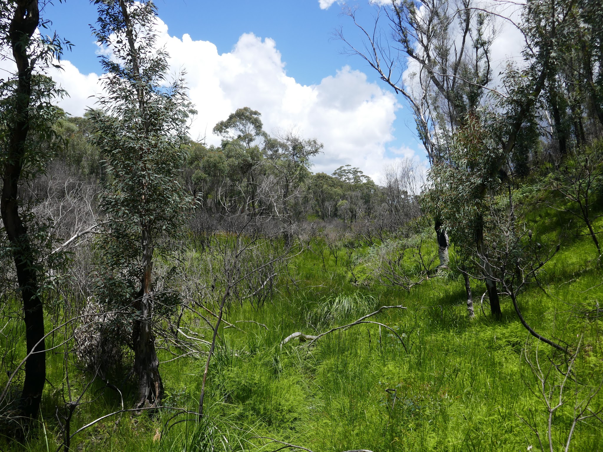 All The Gear But No Idea Govetts Leap, Cliff Top Track, Evans Lookout