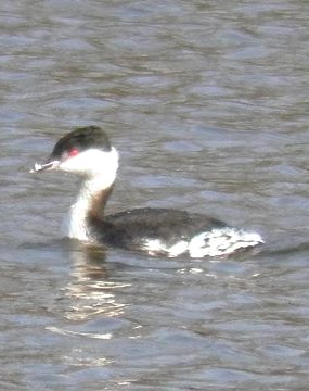 Slavonian Grebe