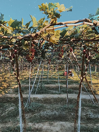 Fruitful vineyard in Ninh Thuan