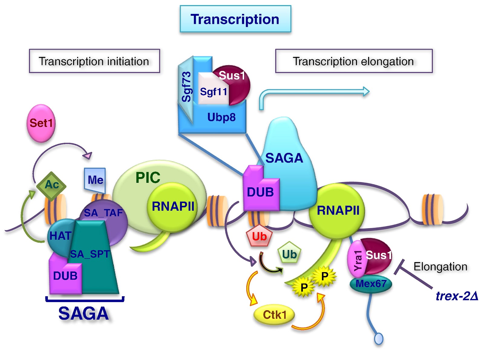 TREX-2 Transcription-Export Complex: The SAGA - TREX-2 Interaction