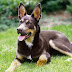 Australian Kelpie dog thumbnail