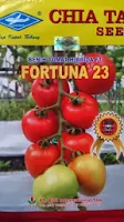 tomat fortuna 23, fortuna 23, benih tomat fortuna 23