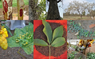 Mosi Outside Walter S Viburnum