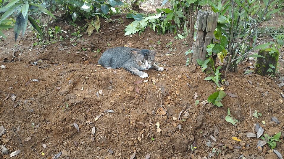 Mengharukan! Kucing Ini Rela Tinggal di Kuburan Untuk Menemani Mayat Majikannya Mengharukan! Kucing Ini Rela Tinggal di Kuburan Untuk Menemani Mayat Majikannya