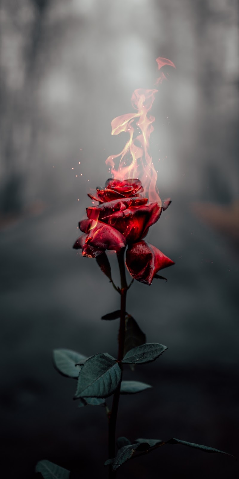 Rose on fire
