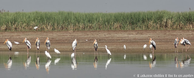 Migrated bird watching at Bhigwan kumbargaon - Simply amazing experience