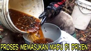 Jual Madu Asli Lebah Hutan Liar 100℅ Murni Tanpa Campuran