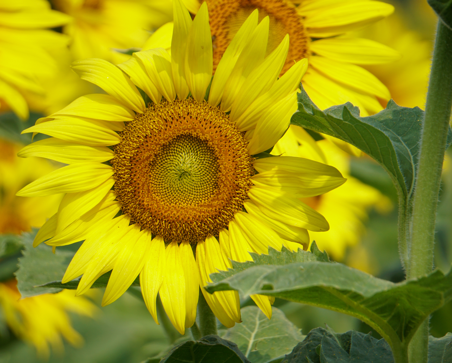 Review of Sunflower Facts and Photographs