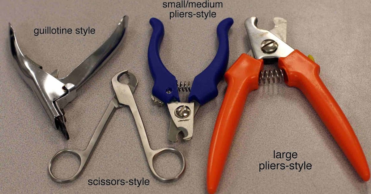 Hatton Veterinary Hospital Pet Nails How to Trim and What Can Happen