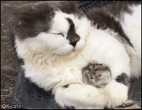 Cute Cat GIF • Adorable hamster and cool Cat are best friends. Amazing interspecies friendship