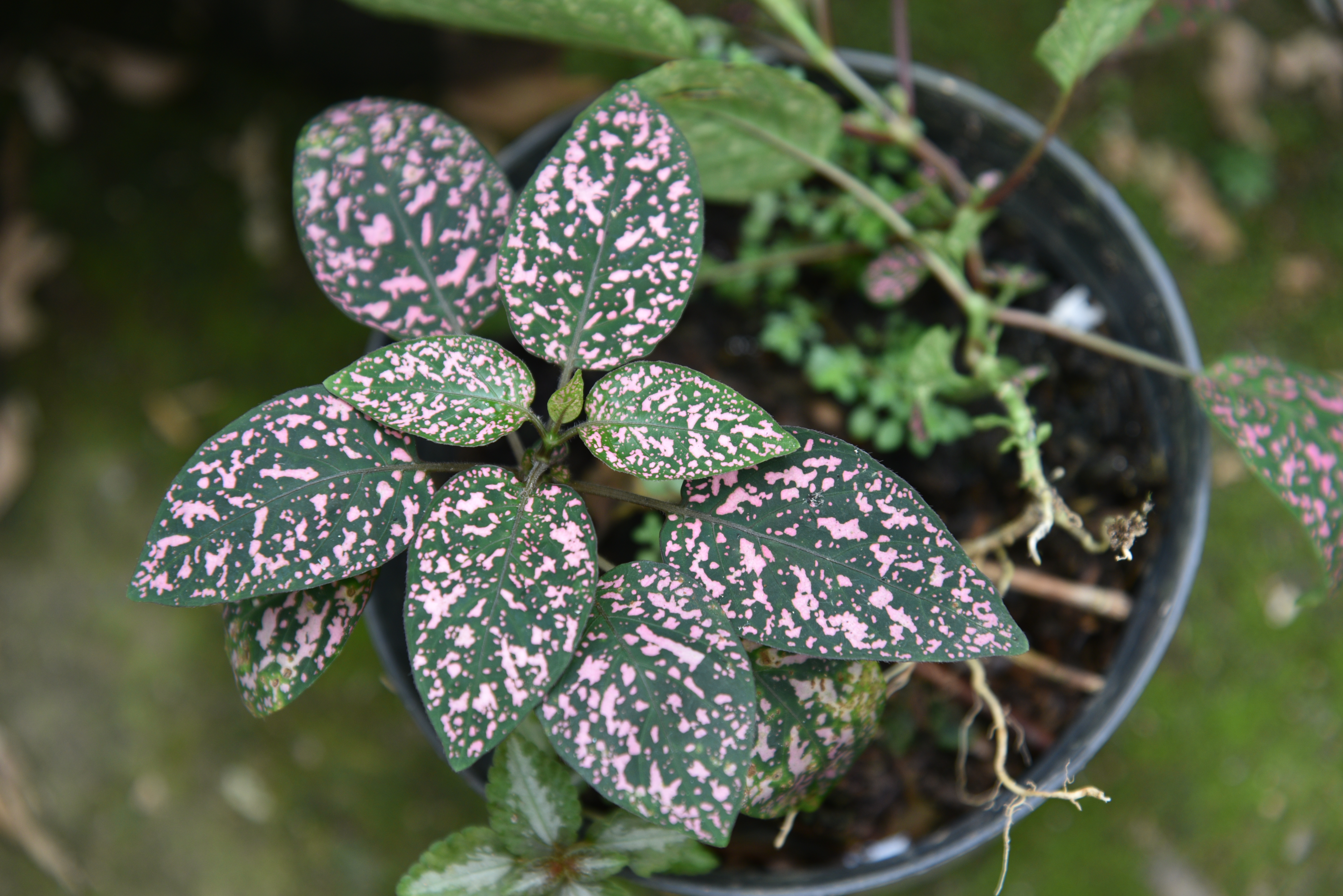 Mesmerizing Hypoestes phyllostachya