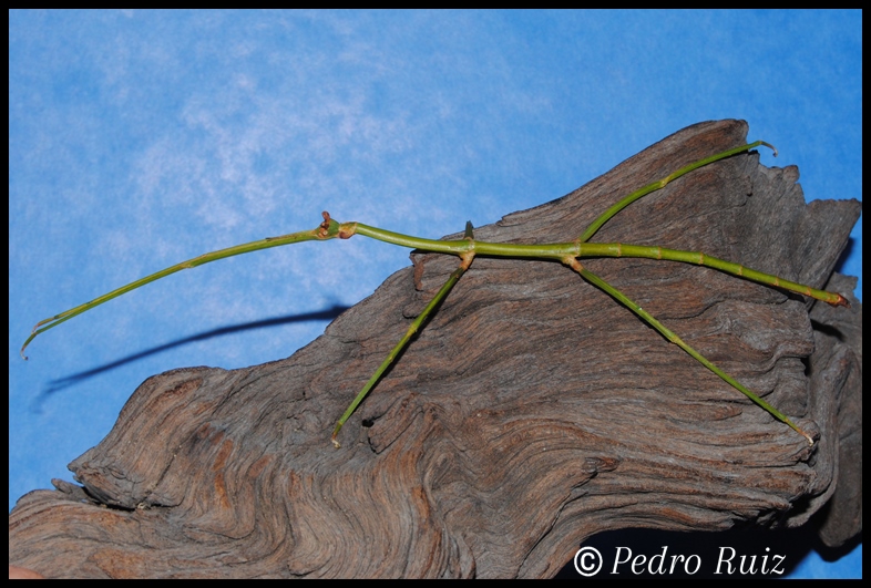 Ninfa hembra L7 de Ramulus nematodes, 12,5 cm de longitud Ninfa hembra L7 de Ramulus nematodes, 12,5 cm de longitud