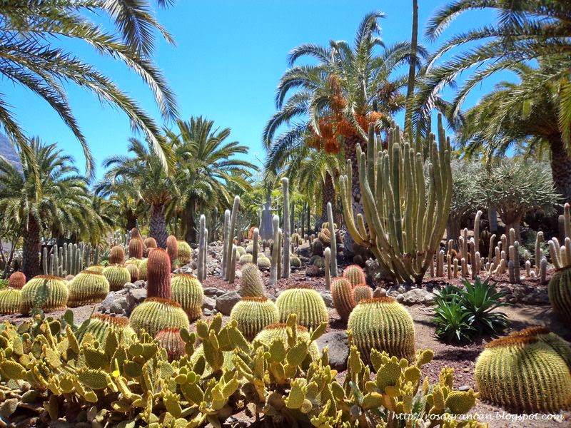 Rosa en Gran Canaria La Aldea de San Nicolás Cactualdea Rosa en Gran Canaria La Aldea de San Nicolás Cactualdea