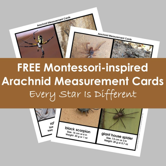 FREE Montessori-inspired Arachnid Measurement Cards