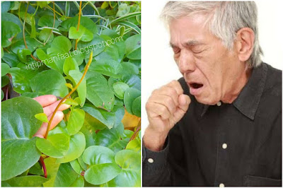  bahan herbal untuk mengobati batuk secara alami sebenarnya sangat banyak Manfaat Binahong Untuk Obat Batuk Dan Cara Mengolahnya