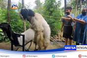 Bisnis Unik Jasa Kawin Kambing, Raup Puluhan Juta Rupiah Perbulan