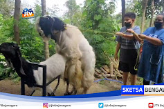 Bisnis Unik Jasa Kawin Kambing, Raup Puluhan Juta Rupiah Perbulan