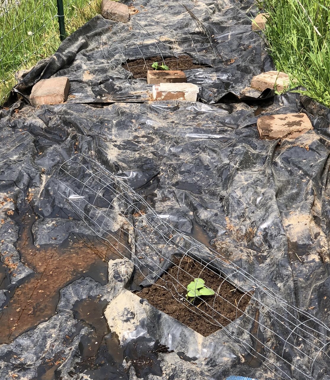 Daniel's Pacific NW Garden Planting Squash Plants with Black Plastic