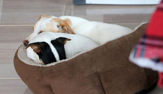 Two puppies squashed together in a tiny bed Two puppies squashed together in a tiny bed