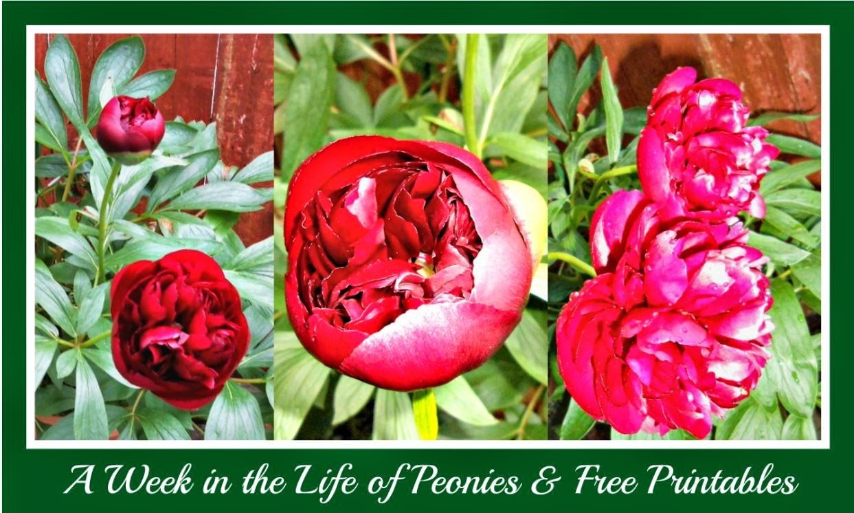 Rosie's Cottage: Quick update on the Peonies &amp; Free Printables!